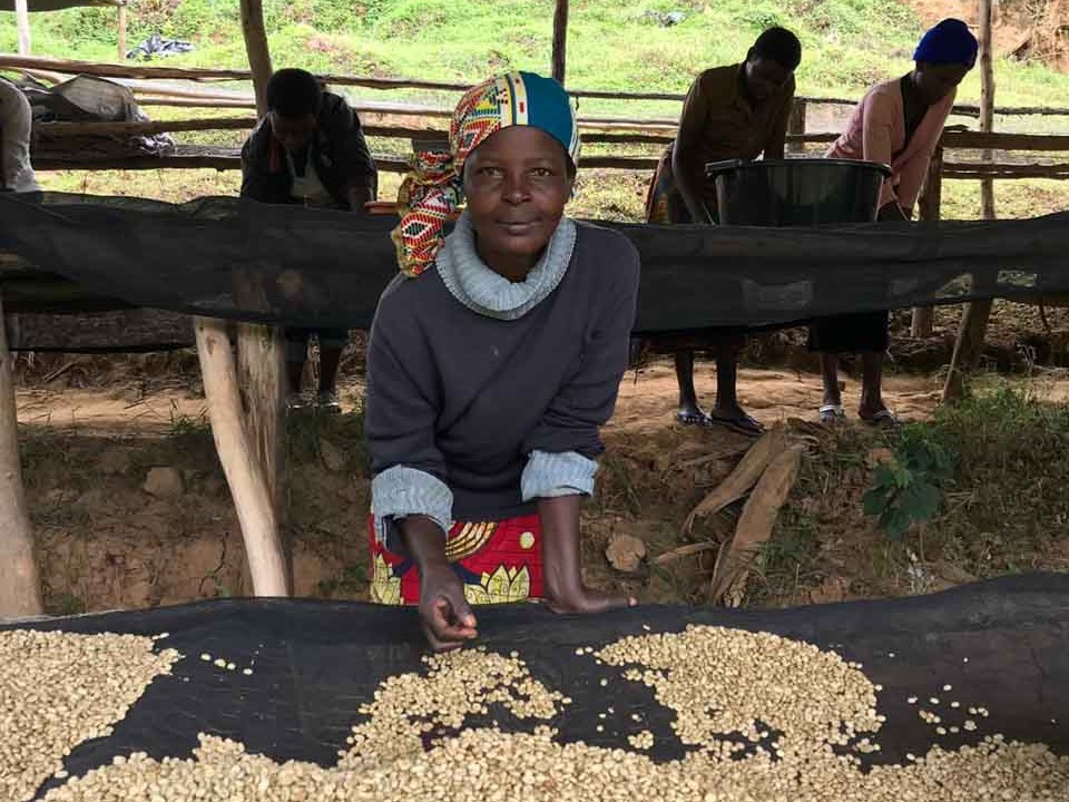 Ruanda Robusta Bohnen, Drying